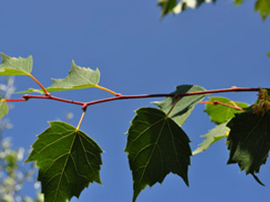 Vivers Càrex - Tilia mongolica